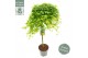Acer palmatum ryusen 40 cm cm stam 