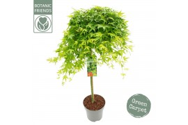 Acer palmatum ryusen 40 cm cm stam