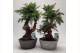 Araucaria Bonsai in Luxe Eco-pot 