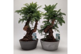 Araucaria Bonsai in Luxe Eco-pot
