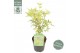 Acer palmatum butterfly 