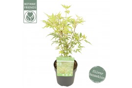 Acer palmatum butterfly