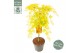 Acer palmatum cascade gold 40 cm cm stam 