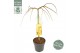 Acer palmatum cascade gold 40 cm cm stam 