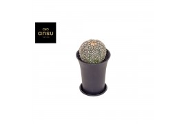 Cactus Astrophytum Asterias XL