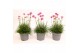 Armeria maritima armada rose roze 