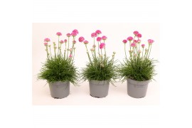 Armeria maritima armada rose roze