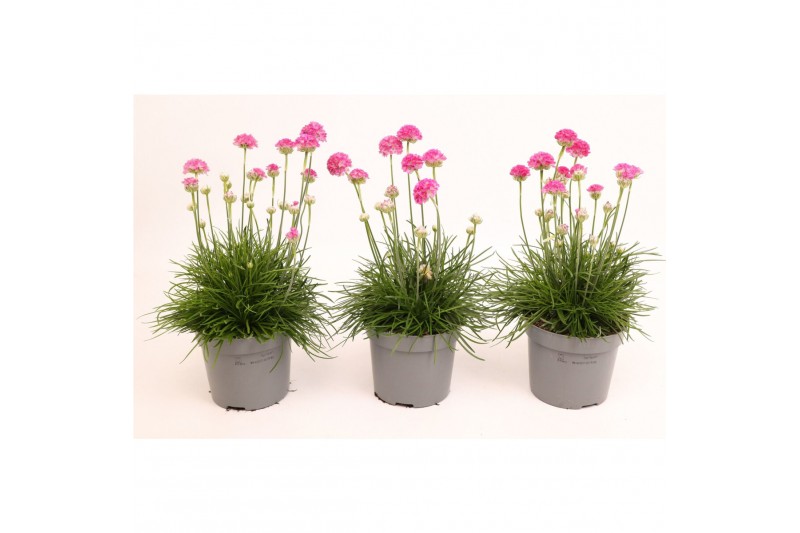 Armeria maritima armada rose roze 