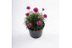 Armeria maritima armada rose roze 