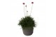 Armeria maritima armada rose roze 