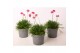 Armeria maritima armada rose roze 