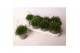 Armeria maritima armada rose roze 