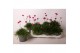 Armeria maritima armada rose roze 
