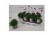 Armeria maritima armada rose roze 