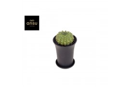 Cactus Gymno Spineless XL