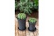 Cactus Gymno Spineless XL 