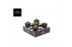 Cactus Gymno Spineless XL 