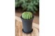 Cactus Gymno Spineless XL 