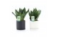 Sansevieria trifasciata black diamond in hainan keramiek 