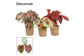 Caladium mix in ompot ruby Decorum