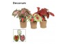 Caladium mix in ompot ruby Decorum