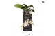 Phalaenopsis multiflora wit Kolibri Orchids Phalaenopsis Victoria Fall 
