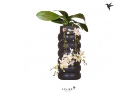 Phalaenopsis multiflora wit Kolibri Orchids Phalaenopsis Victoria Fall