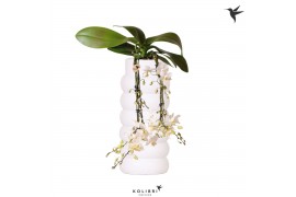Phalaenopsis multiflora wit Kolibri Orchids Phalaenopsis Victoria fall