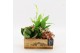 Arrangementen kamerplanten ESCR-2510RZ Essentials 3 pp 