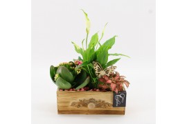 Arrangementen kamerplanten ESCR-2510RZ Essentials 3 pp