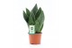 Sansevieria trifasciata black diamond 