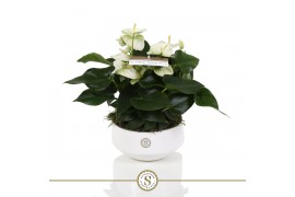 Anthurium andr. white champion table schaal in lucca keramiek