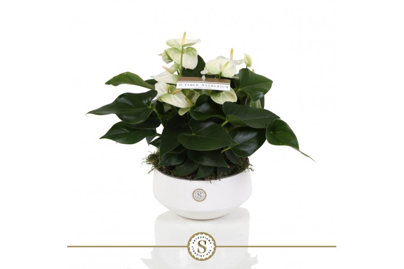 Anthurium andr. white champion table schaal in lucca keramiek Anthurium andr. white champion table schaal in lucca keramiek