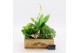 Arrangementen kamerplanten ESCR-2510W Essentials 3 pp 