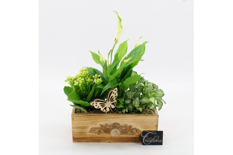 Arrangementen kamerplanten ESCR-2510W Essentials 3 pp Arrangementen kamerplanten ESCR-2510W Essentials 3 pp