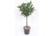 Ficus cyathistipula stam 