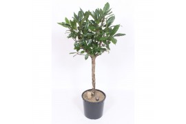 Ficus cyathistipula stam
