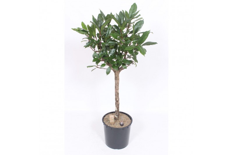 Ficus cyathistipula stam 