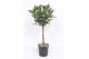 Ficus cyathistipula stam 