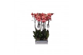 Phalaenopsis anthura narbonne 2 tak - 18+ bloemen