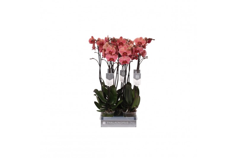 Phalaenopsis anthura narbonne 2 tak - 18+ bloemen 