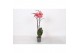 Phalaenopsis anthura narbonne 2 tak - 18+ bloemen 