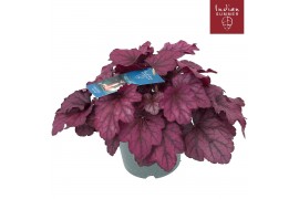 Heuchera indian summer pink