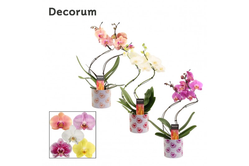 Phalaenopsis mix Phalaenopsis hurricane mix in Nine (Bubblicious-colle Phalaenopsis mix Phalaenopsis hurricane mix in Nine (Bubblicious-colle