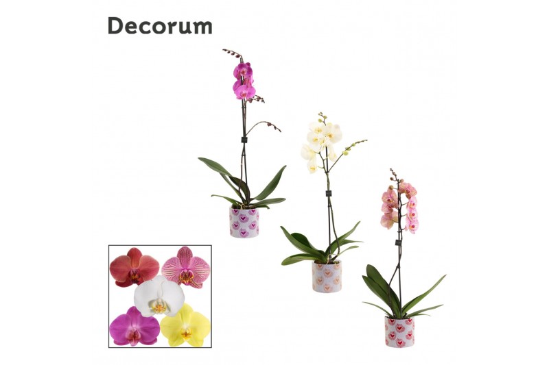 Phalaenopsis mix 1 tak, 9+ bloem - Nine keramiek - Bubblicious Phalaenopsis mix 1 tak, 9+ bloem - Nine keramiek - Bubblicious