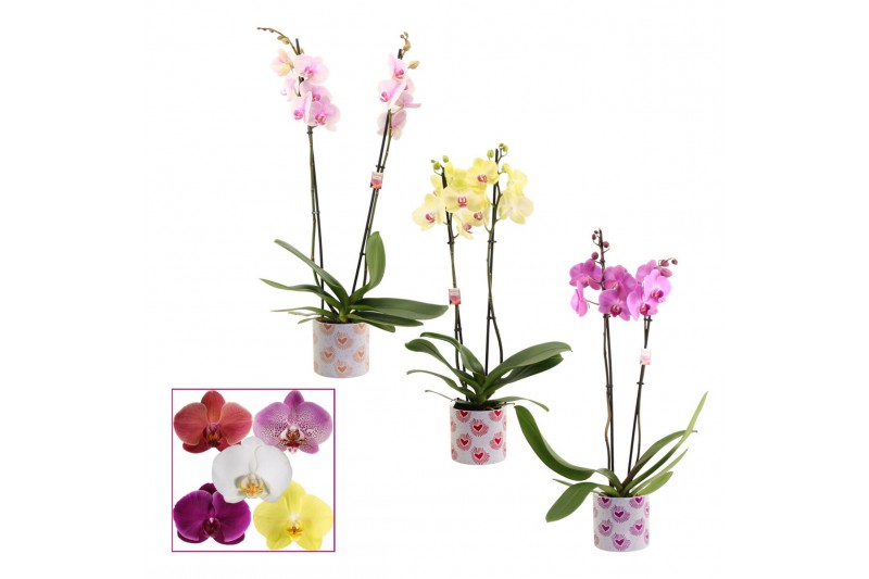 Phalaenopsis mix 2 tak, 14+ bloem - Nine keramiek - Bubblicious Phalaenopsis mix 2 tak, 14+ bloem - Nine keramiek - Bubblicious