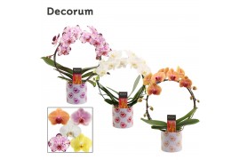 Phalaenopsis mix Boog - 2 tak, 14+ bloem - Nine keramiek - Bubblicious