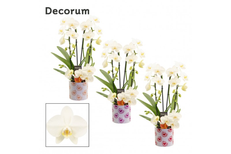 Phalaenopsis wit Phalaenopsis twirl wit in Nine (Bubblicious-collectio Phalaenopsis wit Phalaenopsis twirl wit in Nine (Bubblicious-collectio