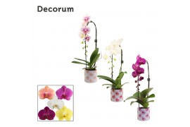 Phalaenopsis mix Phalaenopsis cascade 1 tak mix in Nine (Bubblicious-c