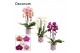 Phalaenopsis mix Phalaenopsis cascade 2 tak mix in Nine (Bubblicious-c 
